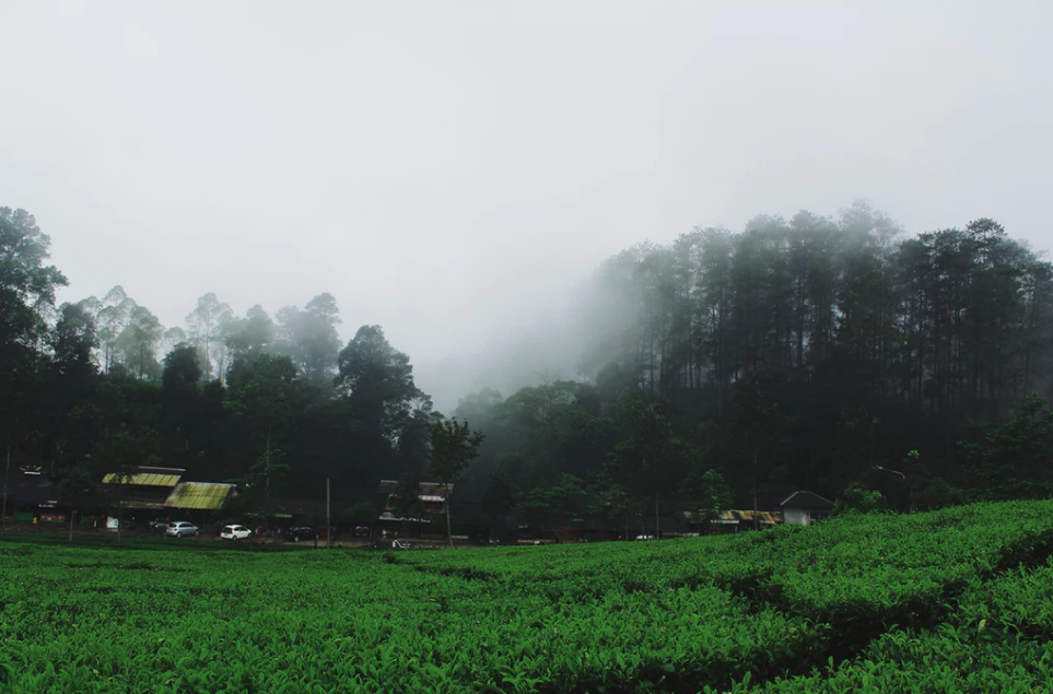 Kako izbrati pravi namakalni sistem za naše dvorišče